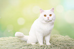 sitzender Britisch Kurzhaar Kater