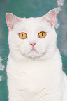 Britisch Kurzhaar Portrait