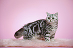 stehende junge Britisch Kurzhaar Katze