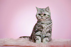 sitzende junge Britisch Kurzhaar Katze