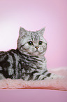 liegende junge Britisch Kurzhaar Katze