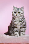 sitzende junge Britisch Kurzhaar Katze
