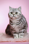 sitzende junge Britisch Kurzhaar Katze