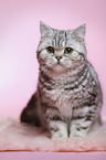 sitzende junge Britisch Kurzhaar Katze