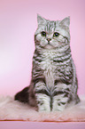 sitzende junge Britisch Kurzhaar Katze