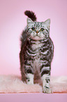 stehende junge Britisch Kurzhaar Katze