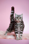 stehende junge Britisch Kurzhaar Katze