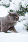 Britisch Kurzhaar im Schnee