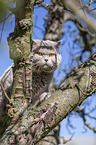 Britisch Kurzhaar sitzt im Baum