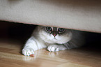 Britisch Kurzhaar versteckt sich unter Couch