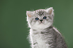 Britisch Kurzhaar K�tzchen Portrait
