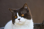 Britisch Kurzhaar Portrait