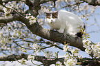 Britisch Kurzhaar auf dem Baum