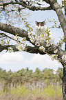 Britisch Kurzhaar auf dem Baum