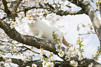 Britisch Kurzhaar auf dem Baum