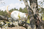 Britisch Kurzhaar auf dem Baum