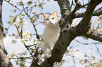 Britisch Kurzhaar auf dem Baum