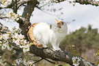 Britisch Kurzhaar auf dem Baum