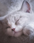 schlafendes Britisch Kurzhaar Kätzchen