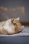 Britisch Kurzhaar Kater