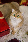 Britisch Kurzhaar Kater