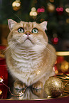 Britisch Kurzhaar Kater