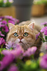 Britisch Kurzhaar Kater