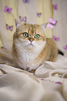 Britisch Kurzhaar Kater