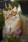 Britisch Kurzhaar Kater