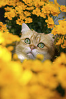 Britisch Kurzhaar Kater