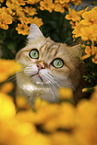 Britisch Kurzhaar Kater