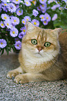 Britisch Kurzhaar Kater