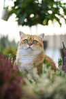Britisch Kurzhaar Kater