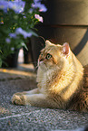 Britisch Kurzhaar Kater