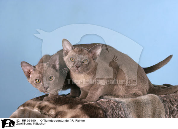 Zwei Burma Ktzchen / two burma kitten / RR-03490