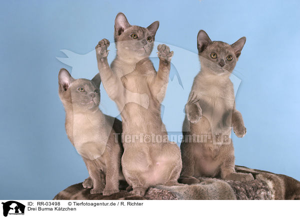 Drei Burma Ktzchen / three burma kitten / RR-03498