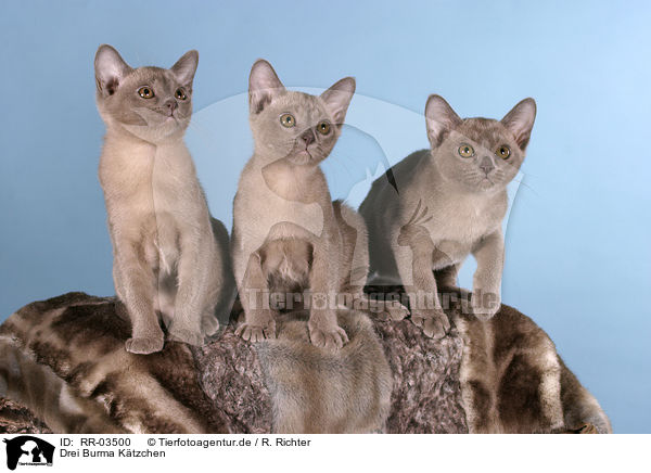 Drei Burma Ktzchen / three burma kitten / RR-03500