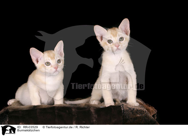 Burmaktzchen / burma kitten / RR-03529