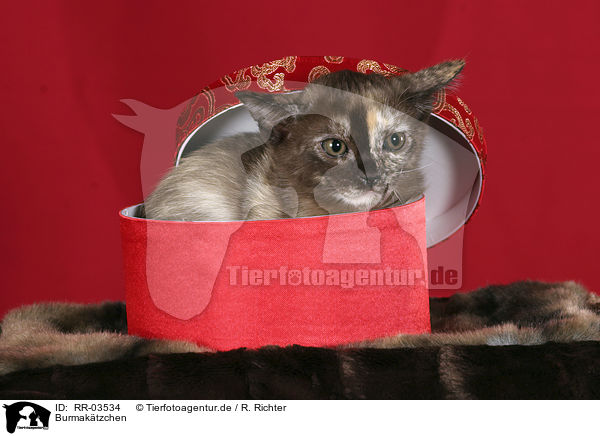 Burmaktzchen / burma kitty / RR-03534