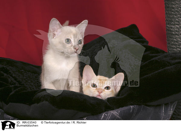 Burmaktzchen / burma kitty / RR-03540