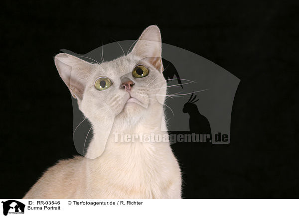 Burma Portrait / Burmese Cat Portrait / RR-03546