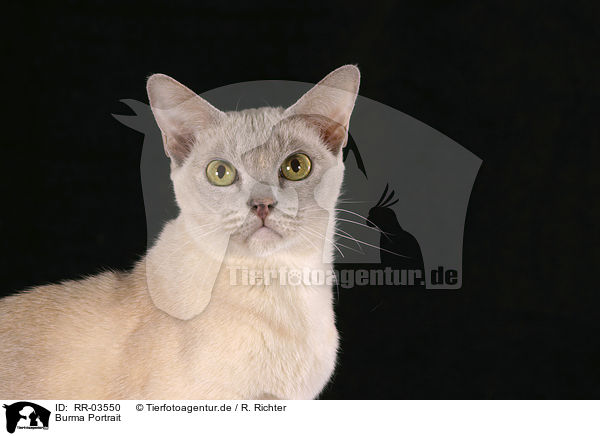 Burma Portrait / Burmese Cat Portrait / RR-03550