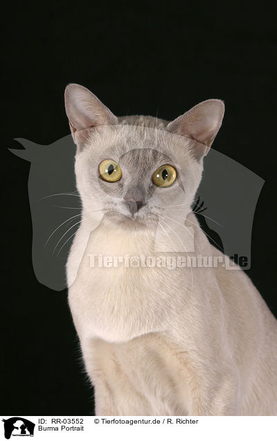 Burma Portrait / Burmese Cat Portrait / RR-03552