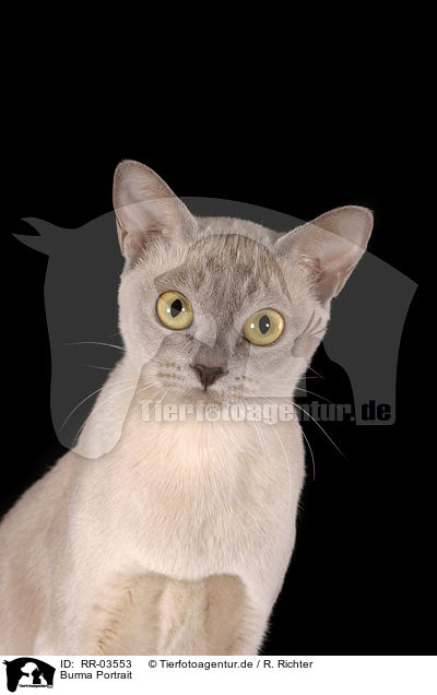 Burma Portrait / Burmese Cat Portrait / RR-03553