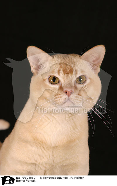 Burma Portrait / Burmese Cat Portrait / RR-03569