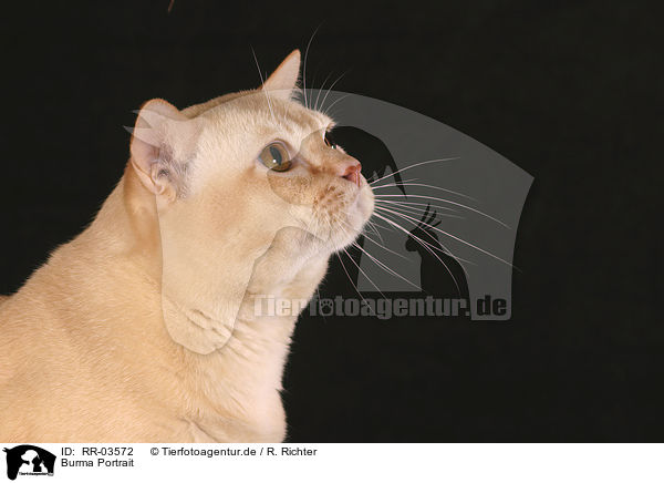 Burma Portrait / Burmese Cat Portrait / RR-03572