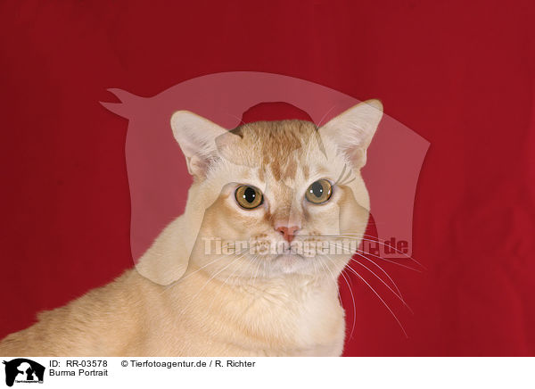 Burma Portrait / Burmese Cat Portrait / RR-03578
