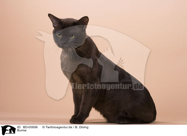 Burma / Burmese / BD-00698