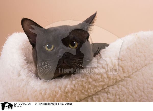 Burma / Burmese / BD-00706