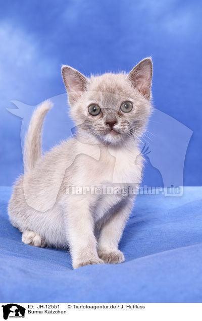 Burma Ktzchen / JH-12551